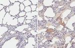 PRRS Virus M Protein (Strain: VR-2332) Recombinant Rabbit Monoclonal Antibody (HL2619)