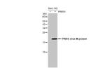 PRRS Virus M Protein (Strain: VR-2332) Antibody in Western Blot (WB)