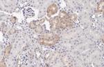 PSAT1 Antibody in Immunohistochemistry (Paraffin) (IHC (P))