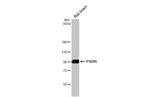 PSD-95 Antibody in Western Blot (WB)