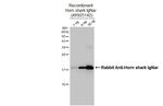 Horn shark IgNar Recombinant Rabbit Monoclonal Antibody (HL3138)