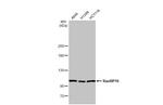 RanBP16 Antibody in Western Blot (WB)