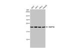 RAP1A Antibody in Western Blot (WB)