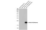 K-Ras (G12D Mutant) Antibody in Western Blot (WB)