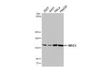RFC1 Antibody in Western Blot (WB)