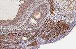 RGS2 Antibody in Immunohistochemistry (Paraffin) (IHC (P))