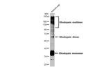 Rhodopsin Antibody in Western Blot (WB)