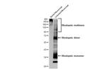 Rhodopsin Antibody in Western Blot (WB)