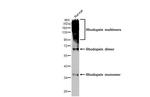 Rhodopsin Antibody in Western Blot (WB)