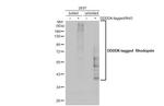 Rhodopsin Antibody in Western Blot (WB)