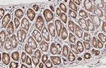 RPL4 Antibody in Immunohistochemistry (Paraffin) (IHC (P))
