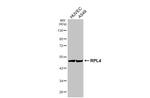 RPL4 Antibody in Western Blot (WB)