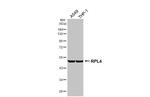 RPL4 Antibody in Western Blot (WB)