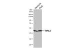 RPL4 Antibody in Western Blot (WB)