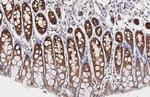 RPL4 Antibody in Immunohistochemistry (Paraffin) (IHC (P))