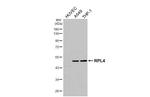 RPL4 Antibody in Western Blot (WB)