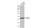 RPL4 Antibody in Western Blot (WB)