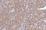 RPS26 Antibody in Immunohistochemistry (Paraffin) (IHC (P))