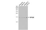 RPS26 Antibody in Western Blot (WB)