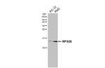 RPS26 Antibody in Western Blot (WB)