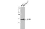 RPS26 Antibody in Western Blot (WB)