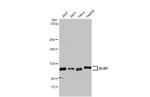 SCAP Antibody in Western Blot (WB)