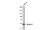 DHCR24 Antibody in Western Blot (WB)