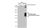 SMO Antibody in Western Blot (WB)