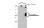 SMO Antibody in Western Blot (WB)