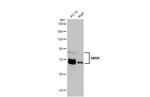 SNRK Recombinant Rabbit Monoclonal Antibody (HL2225)