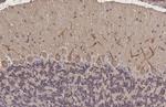 SSTR3 Antibody in Immunohistochemistry (Paraffin) (IHC (P))