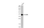 SOX2 Antibody in Western Blot (WB)