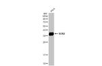 SOX2 Antibody in Western Blot (WB)