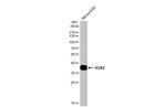 SOX2 Antibody in Western Blot (WB)