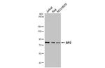 SP2 Antibody in Western Blot (WB)
