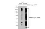 SSTR5 Antibody in Western Blot (WB)