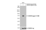 STAM Antibody in Western Blot (WB)