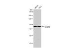 STAT3 Antibody in Western Blot (WB)
