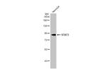 STAT3 Antibody in Western Blot (WB)