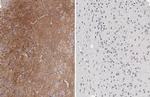 Phospho-Tau (Thr181) Antibody in Immunohistochemistry (Paraffin) (IHC (P))