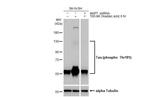 Phospho-Tau (Thr181) Antibody in Western Blot (WB)