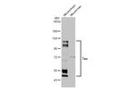 Tau Antibody in Western Blot (WB)