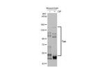 Tau Antibody in Western Blot (WB)