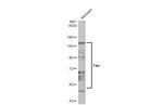 Tau Antibody in Western Blot (WB)