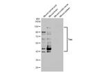 Tau Antibody in Western Blot (WB)