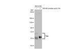 Tau Antibody in Western Blot (WB)