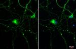 Tau Recombinant Rabbit Monoclonal Antibody (HL2802)