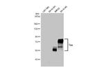Tau Antibody in Western Blot (WB)