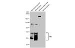 Tau Antibody in Western Blot (WB)