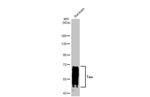 Tau Antibody in Western Blot (WB)
